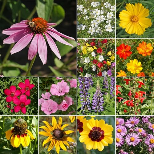 Ferry-Morse Southeast Bulk Wildflower Seeds, 215,000+, 1 lb - color: Southeast