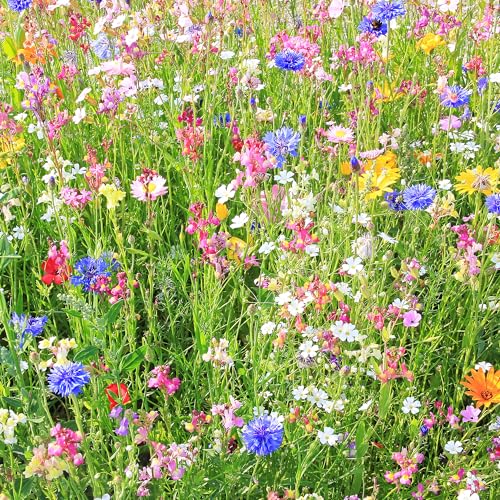 Mountain Valley Seed Co Wildflower Seed 1 Lb 640,000+ Seeds Annual | Southwestern Wildflower Seed Mix Perennial Flower with Southwest Native Wildflowers, Flower Seed Bulk, Desert Wildflowers Mix - size: 1 Lb, style: Southwest