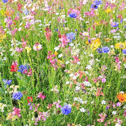 Mountain Valley Seed Co Wildflower Seed 1 Lb 640,000+ Seeds Annual | Southwestern Wildflower Seed Mix Perennial Flower with Southwest Native Wildflowers, Flower Seed Bulk, Desert Wildflowers Mix - size: 1 Lb, style: Southwest