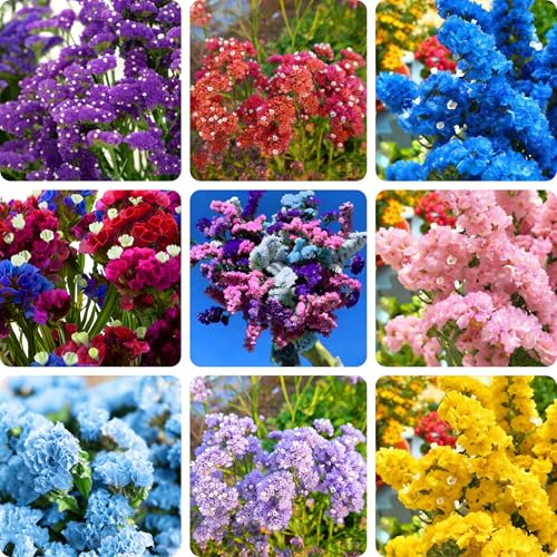 Mix Statice Forget me not Seeds for Planting, 310+pcs Rare Perennial Statice Flower Seeds Plants, Non-GMO Heirloom Beauty Blooms Flowers Plants for Home Garden Outdoors