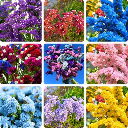 Mix Statice Forget me not Seeds for Planting, 310+pcs Rare Perennial Statice Flower Seeds Plants, Non-GMO Heirloom Beauty Blooms Flowers Plants for Home Garden Outdoors