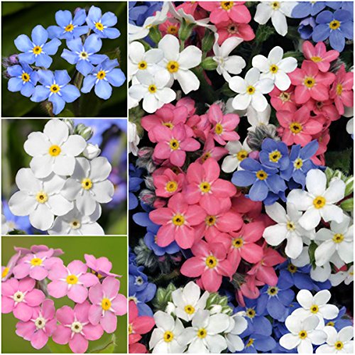Seed Needs Forget Me Not Seeds to Plant Blue White & Pink Flowers 2 Packs - size: 2 Packs, style: Mixed FMN
