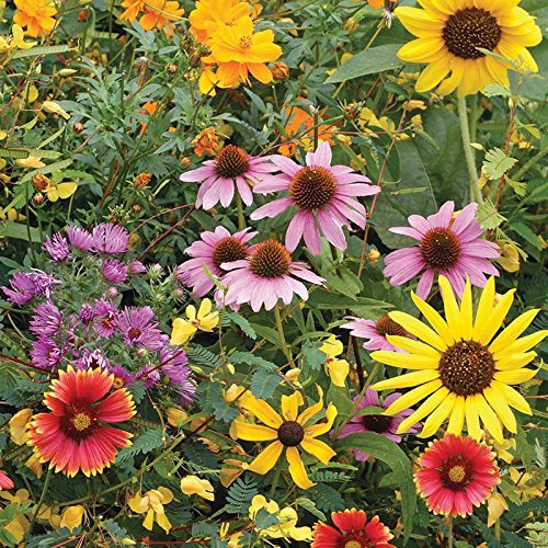 Bentley Pollination Celebration Wildflower Seed Packets, Non-GMO, Uncoated Flower Mix for Planting, Beautiful Garden Gift - style: Pollination Celebration