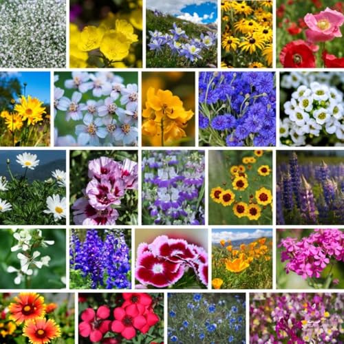 Mountain Valley Seed Co Pacific Northwest Wildflower Seeds - 1 Lb | ~640,000 + Non-GMO Seed - 25 Varieties Including Poppy, Larkspur, Daisy & More - Pollinator Mix for Planting Outdoors - size: 1 Lb, style: Northwest