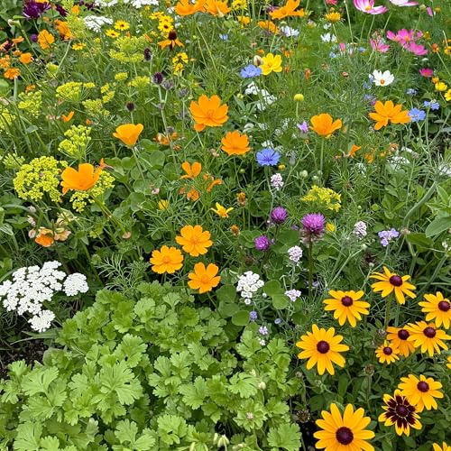 Ferry-Morse Beneficial Bug Bulk Wildflower Seeds, 290,000+, 1 lb - color: Beneficial Bug