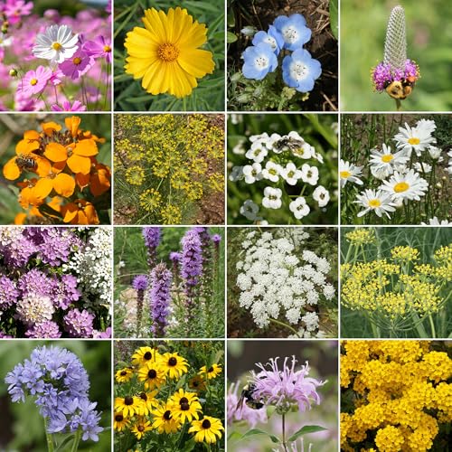 Ferry-Morse Beneficial Bug Bulk Wildflower Seeds, 290,000+, 1 lb - color: Beneficial Bug