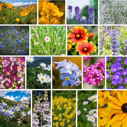 Mountain Valley Seed Co Rocky Mountain Wildflower Seeds Mix 1 Lb Seed Pouch | 22 Wild Flower Seed Varieties - Annuals, Perennials and Bi-Annuals - Flower Garden - size: 1 Lb, style: Rocky Mountain