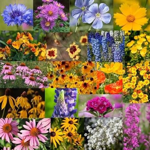 Mountain Valley Seed Co Midwestern Wildflower Seed 5 Lb 3 Million Seeds | Native Prairie Wildflower Mix for Midwest USA – Annual & Perennial Pollinator Flower Seed for Garden, Meadow & Landscaping - size: 5 Lb, style: Midwest