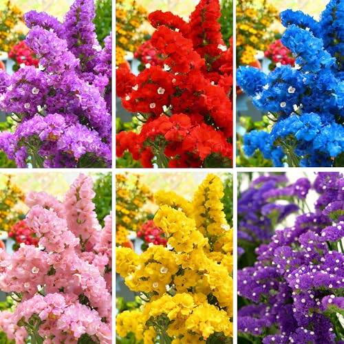 Mix Statice Forget me not Seeds for Planting, 309+pcs Perennial Statice Flower Seeds, Non-GMO Heirloom Rare Beauty Blooms Flowers Plants Home Garden for Outdoors