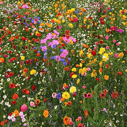 Premium North American Native Wildflower Seed Mix, No Fillers, 1/2 LB