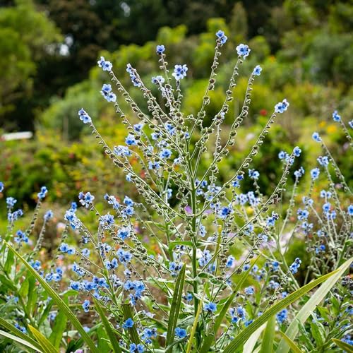 Eden Brothers Chinese Forget Me Not Seeds - size: Packet, style: Chinese Forget Me Not