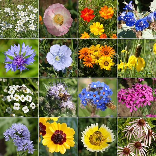 Ferry-Morse Dry Climate Bulk Wildflower Seeds, 650,000+, 1 lb - color: Dry Climate