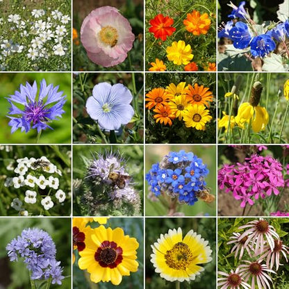 Ferry-Morse Dry Climate Bulk Wildflower Seeds, 650,000+, 1 lb - color: Dry Climate