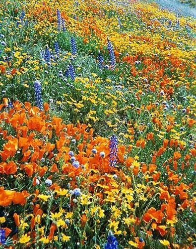 California Native Mixed Wildflowers - 10,000 Seeds Approximately