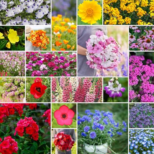 Eden Brothers Partial Shade Wildflower Mixed Seeds for Planting, 1 lb, 480,000+ Seeds with Sweet William, Foxglove | Attracts Pollinators, Plant in Spring or Fall, Zones 3, 4, 5, 6, 7, 8, 9, 10 - size: 1 Pound, style: Partial Shade