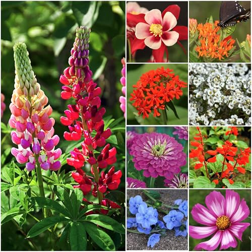 Seed Needs Hummingbird and Butterfly Seed Mix 5 Bulk Packs (1 Ounce Each) - size: 5 Packs, style: Butterfly Mix
