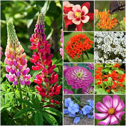 Seed Needs Hummingbird and Butterfly Seed Mix 10 Bulk Packs (1 Ounce Each) - size: 10 Packs, style: Butterfly Mix