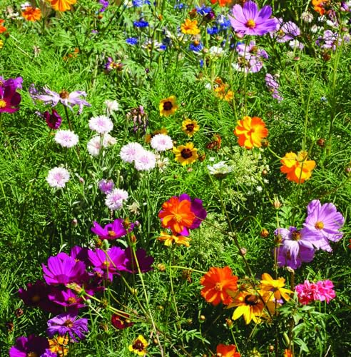 Bentley Earth Day 2025 Bee The Change - Pollinator Flower Mix Seed Packets (25 Packets) - style: Bee the Change