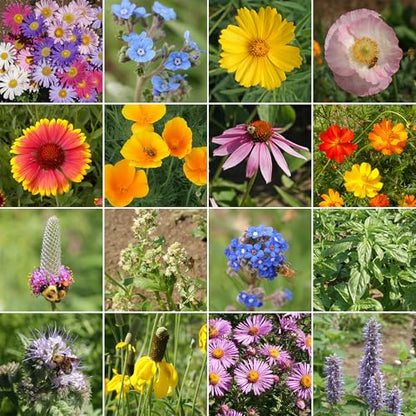 Ferry-Morse Honey Bee Bulk Wildflower Seeds, 440,000+, 1 lb - color: Honey Bee