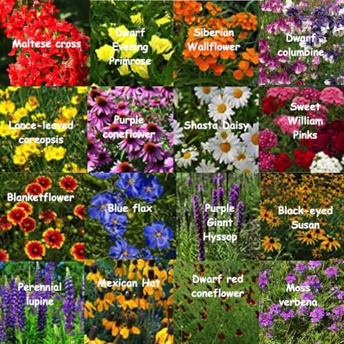 All US Zones All Perennial Wildflower Seed Mix 1/4 Pound Covers 500 sqft Non-GMO Includes Drought Tolerant Species