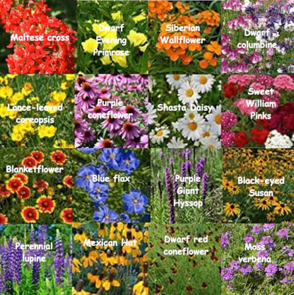 All US Zones All Perennial Wildflower Seed Mix 1/4 Pound Covers 500 sqft Non-GMO Includes Drought Tolerant Species