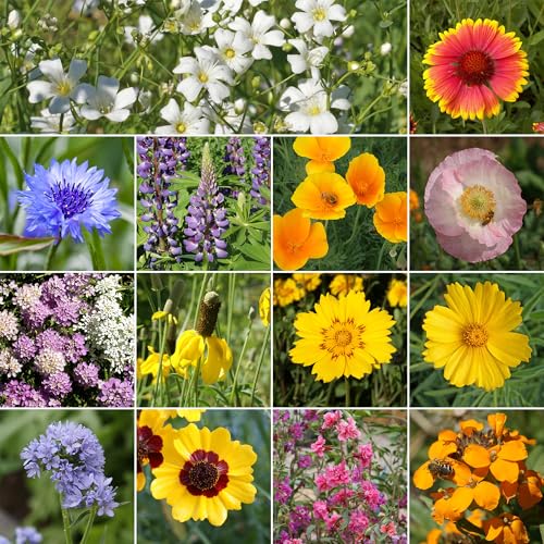 Ferry-Morse Colorado Western Bulk Wildflower Seeds, 500,000+, 1 lb - color: Colorado Western