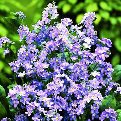 Forget Me Not – Dwarf Ultra Marine - Approximately 1,000 Tiny Seeds. 6" Tall and Great Ground Cover