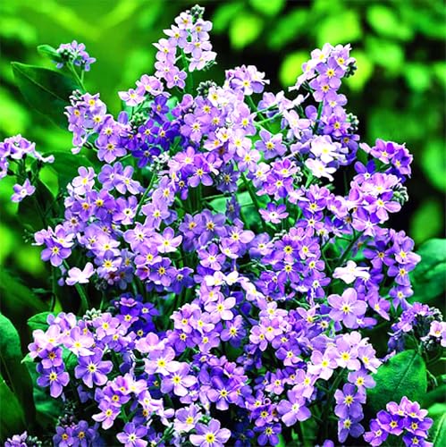 Forget Me Not – Dwarf Ultra Marine - Approximately 1,000 Tiny Seeds. 6" Tall and Great Ground Cover