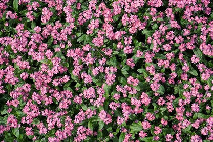 100 Victoria Pink Forget Me NOT Myosotis Alpestris Shade or Sun Flower Seeds