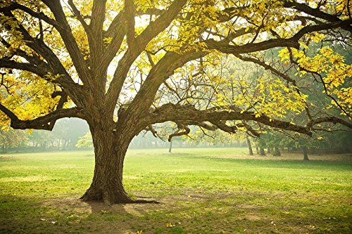 The Living Urn BioUrn and Planting System. Grow a Living Memory Tree, Plant, or Flowers from a Person's Ashes. 100% Biodegradable (This Version Does not Come with a Tree Seedling)