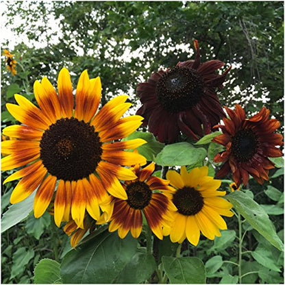 Seed Needs Sunflower Seed Packet Gift Favors for Weddings & Bridal Showers - size: 100 Packs, style: FAV-006
