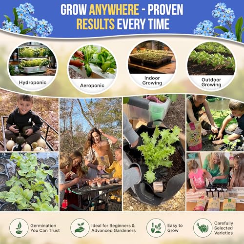 Cape Forget-Me-Not Seeds Pack 3G - Over 1,400 Non-GMO Heirloom Cape Forget-Me-Not Seeds for Planting Flowers in Individual Seed Packet, Flower Seeds for Planting Home Garden Indoor & Outdoor Gardening