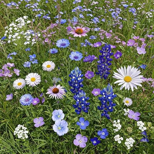 Ferry-Morse Cool Colors Bulk Wildflower Seeds, 200,000+, 1 lb - color: Cool Colors