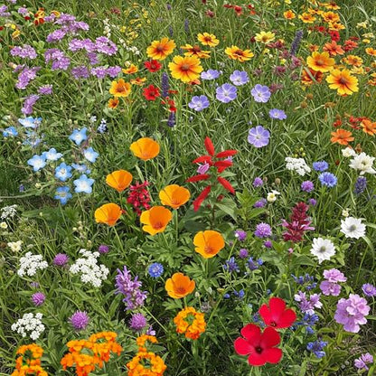 Ferry-Morse Cool Season Bulk Wildflower Seeds, 500,000+, 1 lb - color: Cool Season
