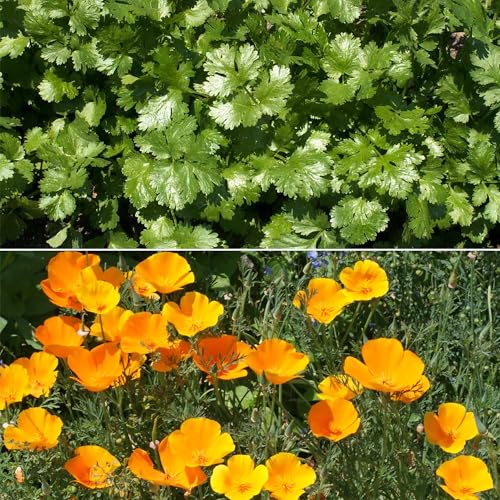 Ferry-Morse Beneficial Bug Bulk Wildflower Seeds, 290,000+, 1 lb - color: Beneficial Bug