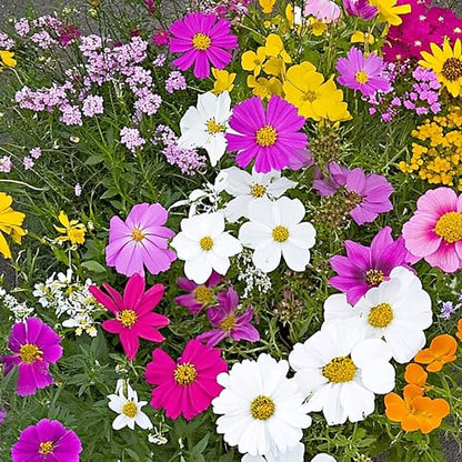 Ferry-Morse Monarch Butterfly Bulk Wildflower Seeds, 159,000+, 1 lb - color: Monarch Butterfly