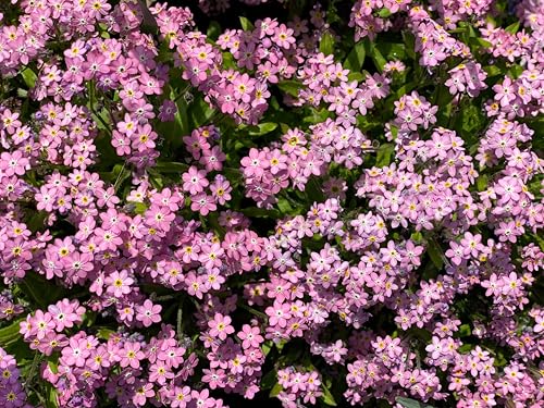 100 Victoria Pink Forget Me NOT Myosotis Alpestris Shade or Sun Flower Seeds
