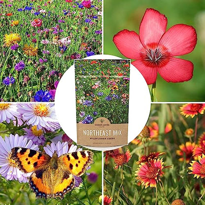 Sweet Yards - Northeast Wildflower Seed Regional Mixes - Bulk 1/4 Pound Bag - Over 30,000 Native Seeds - Open Pollinated and Non GMO Varieties for New York, Virginia, Pennsylvania, Maine and More! - size: 4 Ounce (Pack of 1), style: Northeast Regional Mix