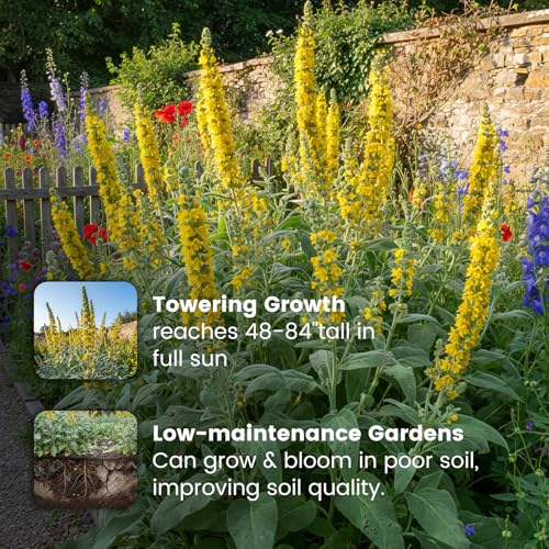 10,000+ Mullein Seeds for Planting, Verbascum thapsus Flower Seeds | Heirloom flower seeds for pollinator gardens, medicinal herb gardens and landscaping; easy to grow indoors or outdoors