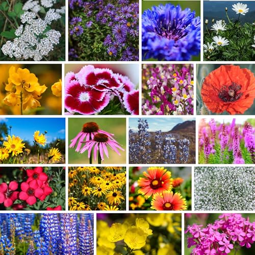 Mountain Valley Seed Co Northeastern Wildflower Seed 5 Lb 3.2 Million Seeds | Annual & Perennial Native Wildflower Mix – Regional Flower Seed for Pollinators - size: 5 Lb, style: Northeast