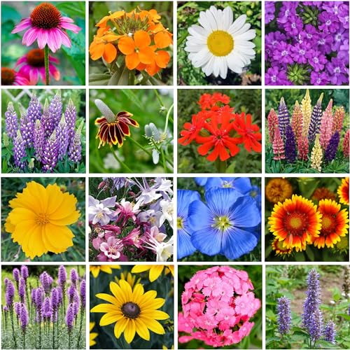 Perennial Wildflower Seeds – GevaGrow 1oz Packet Covers 100 Sq Ft | 20 Species of Non-GMO, Organic Flowers | High Germination, Pure Seed Mix for Outdoor Planting, Gardens, Pollinators & Bees - style: Premium Perennial Mix