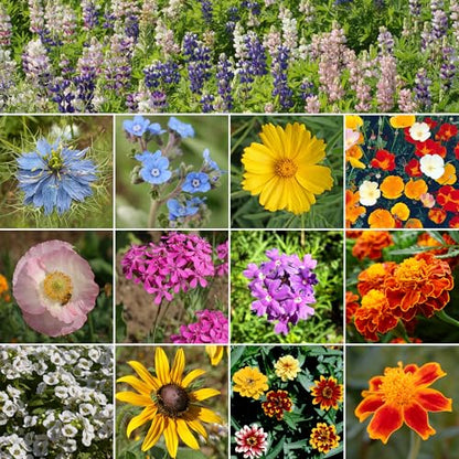 Ferry-Morse Colorscape Bulk Wildflower Seeds, 440,000+, 1 lb - color: Colorscape