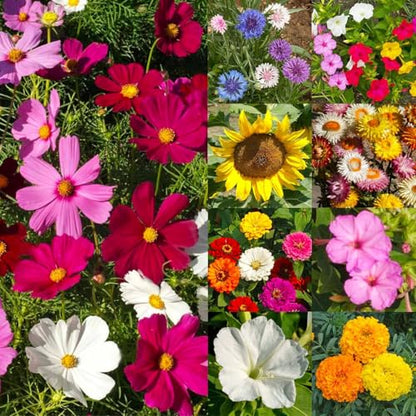 Seed Needs Wildflower Seeds Large Blooms Mix 5 Bulk Packs (1 Ounce Each) - size: 5 Packs, style: Large Blooms Mix