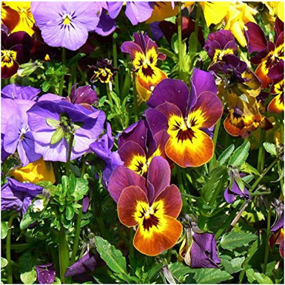 Seed Needs Bambini Viola Seeds to Plant an Annual Flower Garden 2 Packs - size: 2 Packs, style: Bambini Viola
