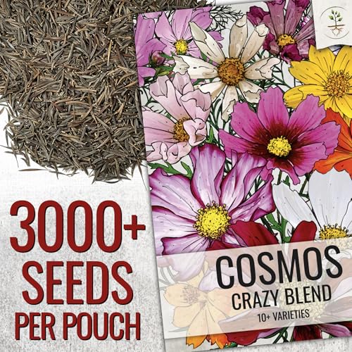 Seed Needs Flower Seeds Cosmos Original Crazy Mix (2 Bulk Packs) - size: 2 Packs, style: Crazy Cosmos Mix