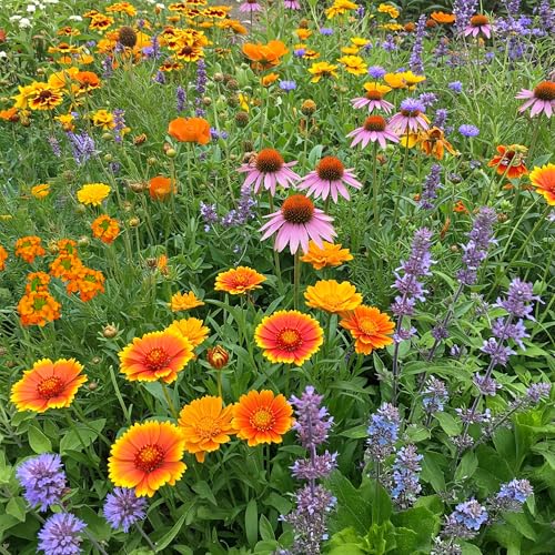 Ferry-Morse Honey Bee Bulk Wildflower Seeds, 440,000+, 1 lb - color: Honey Bee