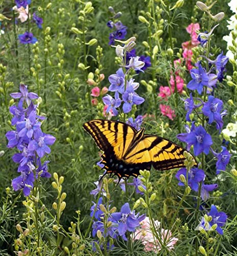 Bentley Seeds Grow with Us Pre Filled Butterfly Mix Seed Packets - 25 Individual Assortment Butterfly Mix Seed Packs for Party Favors Non-GMO Eco-Friendly Summer to Fall Gift - Outdoor Garden Seeds - style: Grow with Us