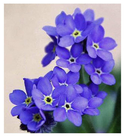 Indigo Blue Forget Me Not Seeds - 5000 Seeds for Ground Cover for Tulips and Other Bulbs