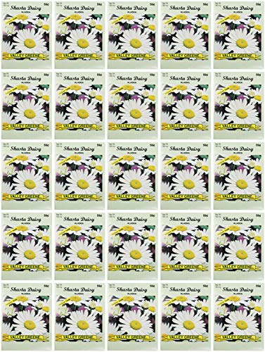 Black Duck Brand Set of 25 Shasta Daisy Flower Seed Packets! Flower Seeds in Bulk - Great for Creating The Garden of Your Dreams! (25, Shasta Daisy - Alaska) - color: Shasta Daisy - Alaska
