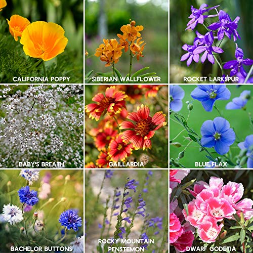 Mountain Valley Seed Co Wildflower Seed - Rocky Mountain Mix 2 oz Non-GMO | 80,000 Seeds – 18 Varieties – Bulk Pollinator-Friendly Blend for Planting - style: Rocky Mountain